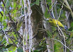 Spot-winged Grosbeak